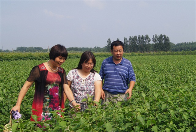 北京林业大学苏淑钗、贾黎明教授到公司苗圃指导工作