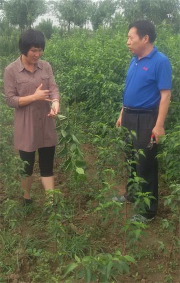 山东省林业厅林木种苗站徐金光站长到苗圃指导毛梾生长繁育情况