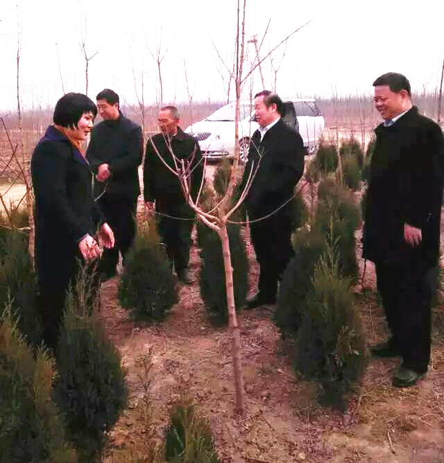 山东省林业厅马福义副厅长莅临苗圃指导毛梾研发工作